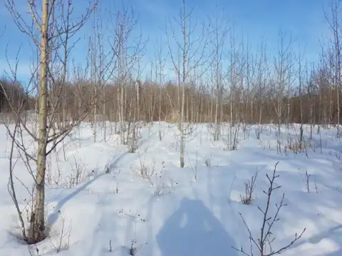 Battle Lake restoration site with established woody vegetation in winter 2020