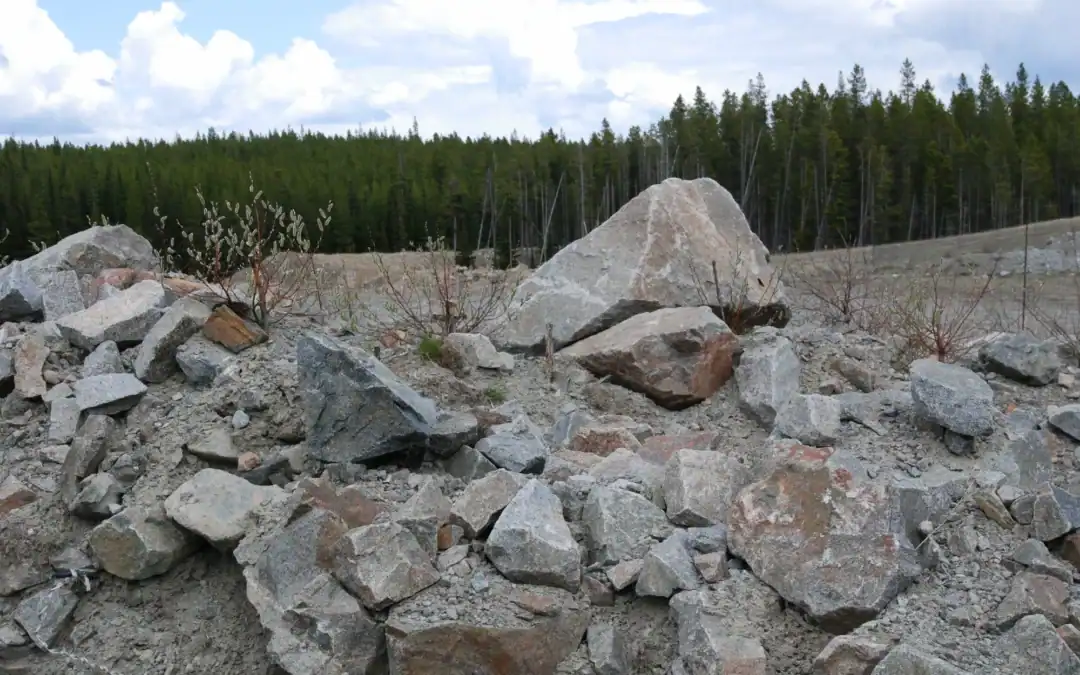 Young willow stems leafing out among coarse rocks and mine substrate at Brenda Mine