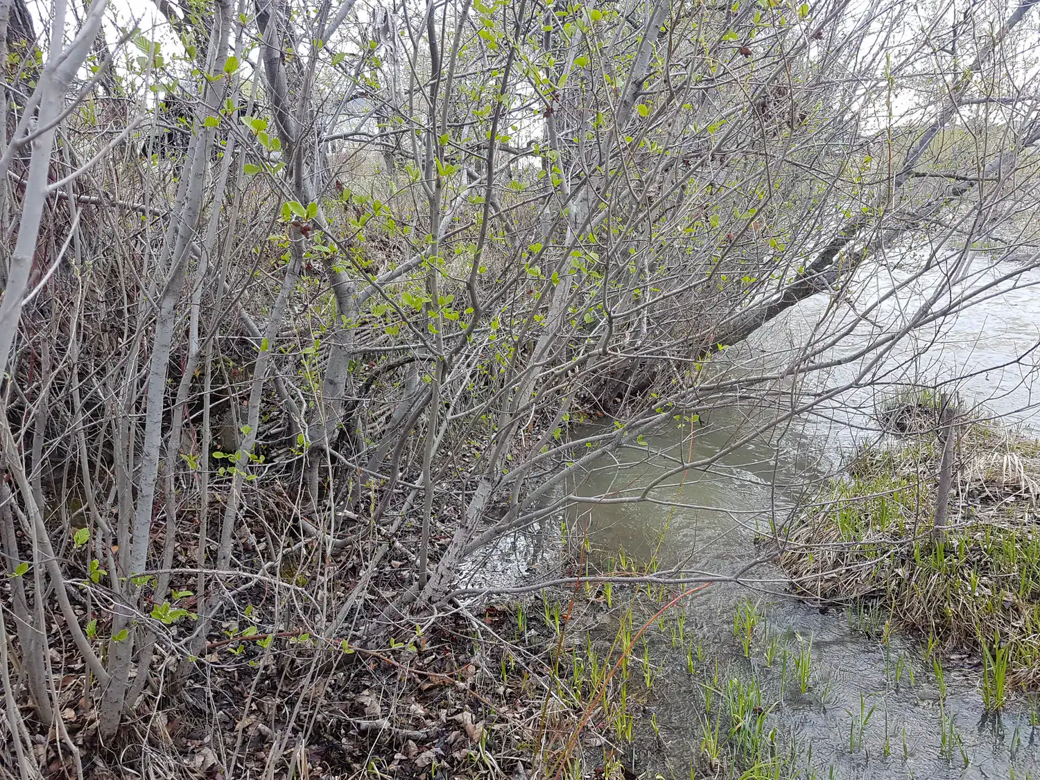 Dense woody stems and young leaves along the water edge at a Cochrane site