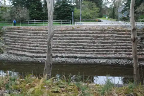 Early growth on the Colquitz Creek treatment lines