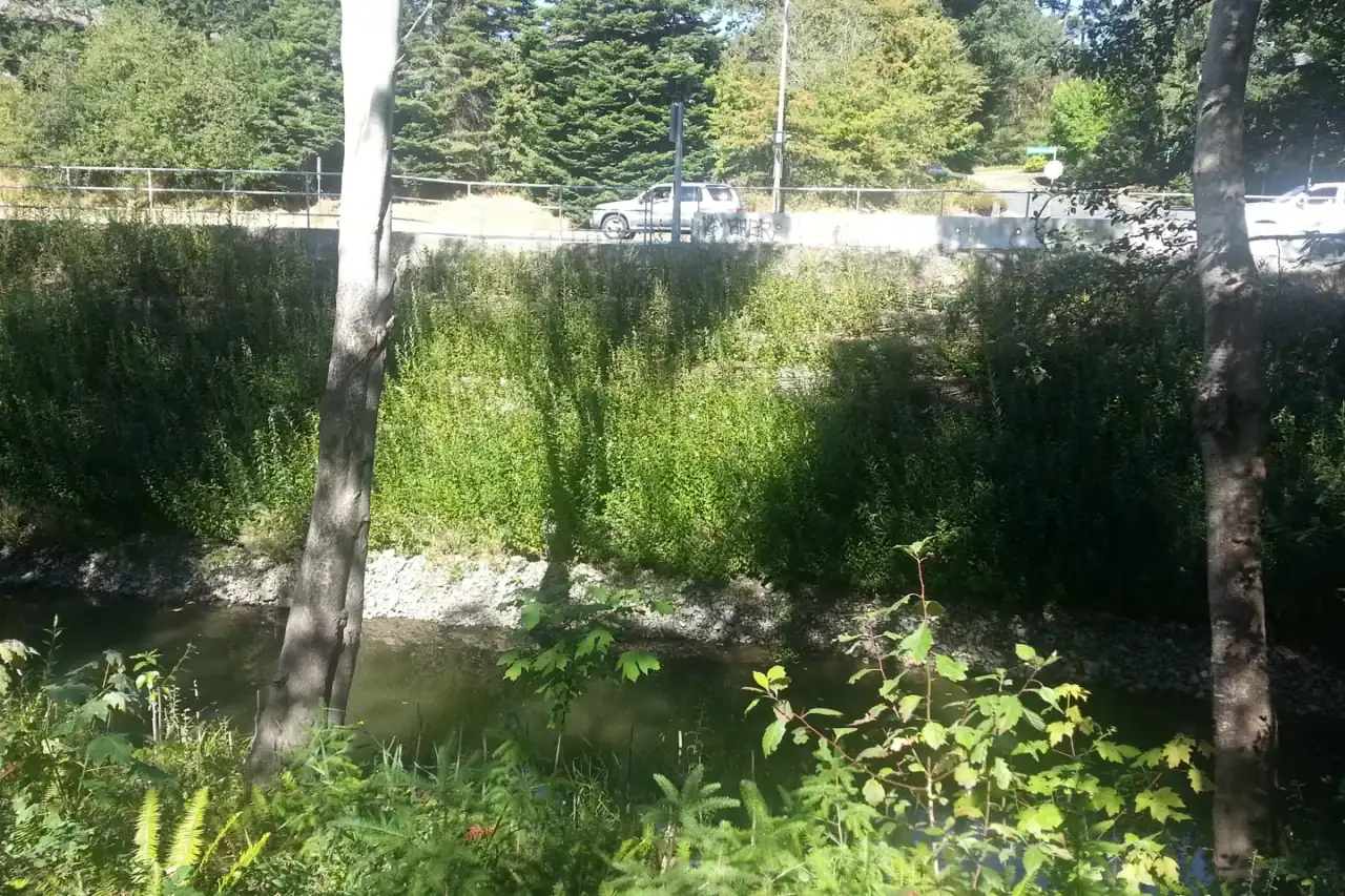 Willow growth along wattle fences on the Colquitz Creek slope