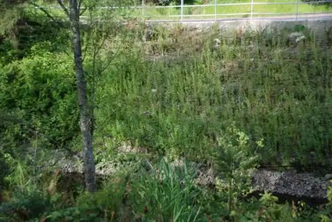 Later woody vegetation on the treated Colquitz Creek slope