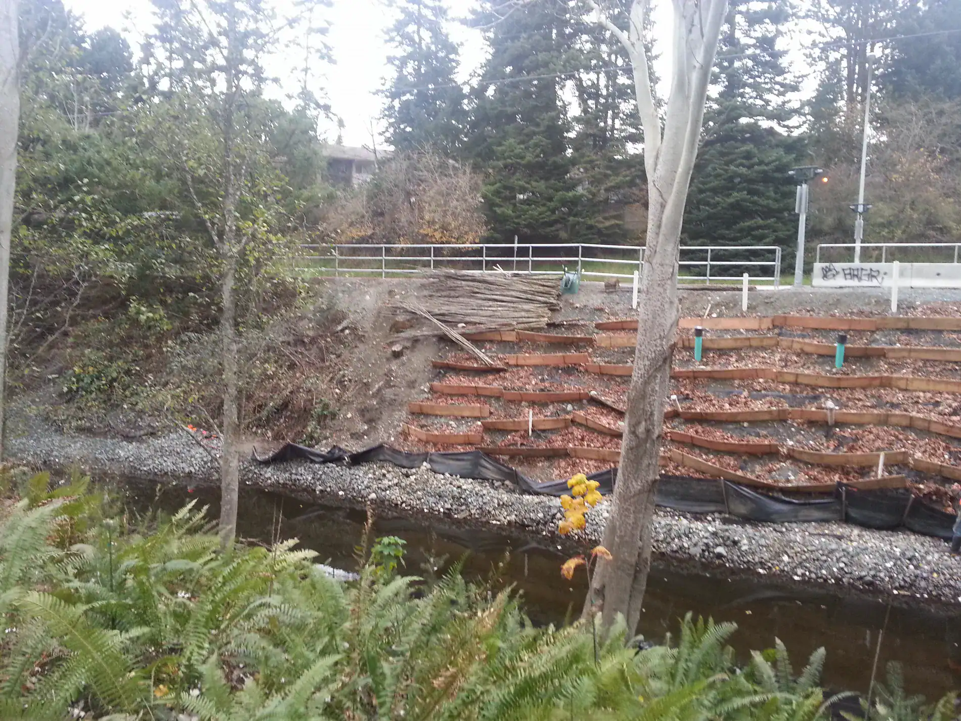 Wide view of horizontal logs and horizontal woody structures covering the Colquitz streambank slope