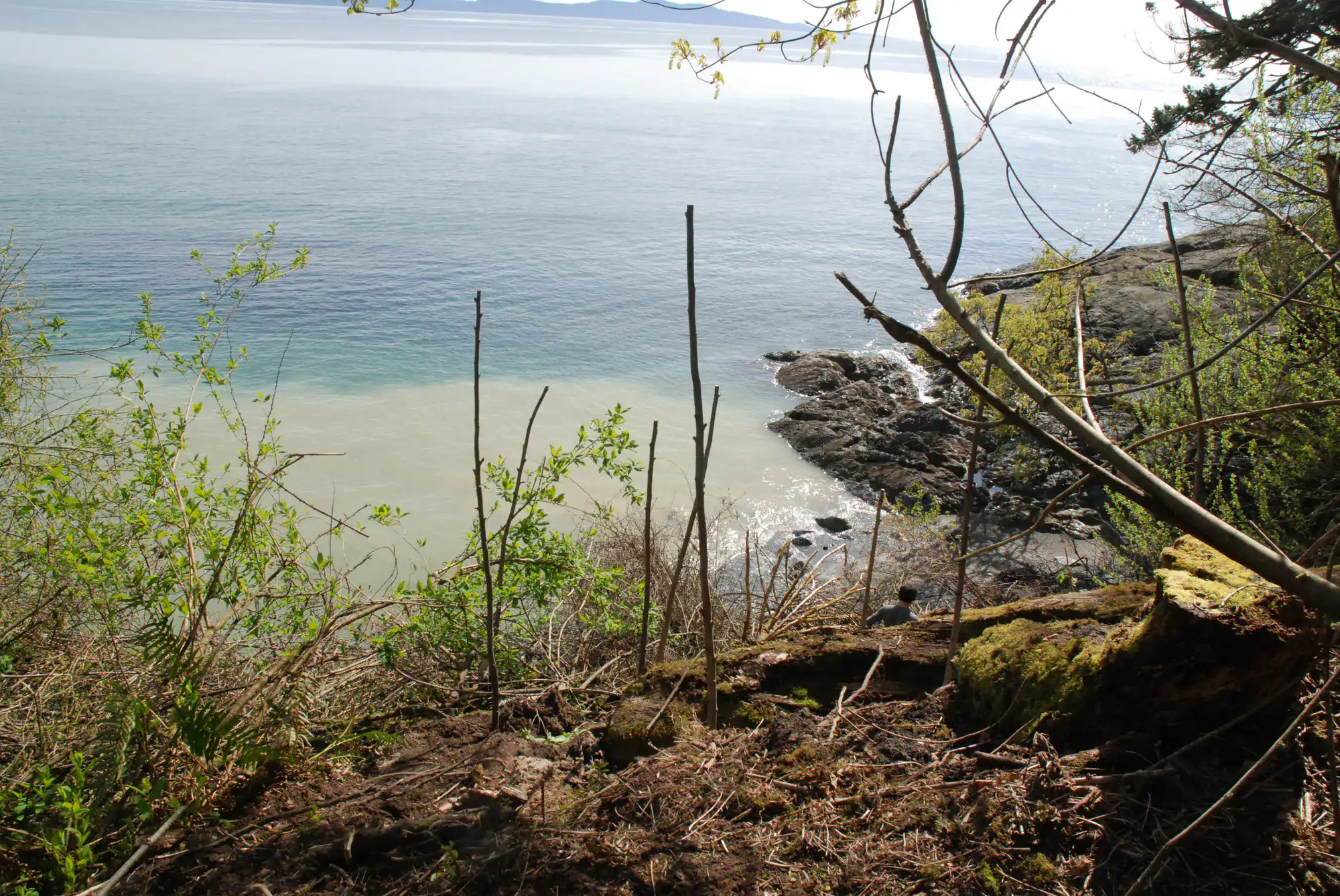 Noble Road live staking, 2014 Live stakes installed on the shoreline slope at Noble Road, 2014
