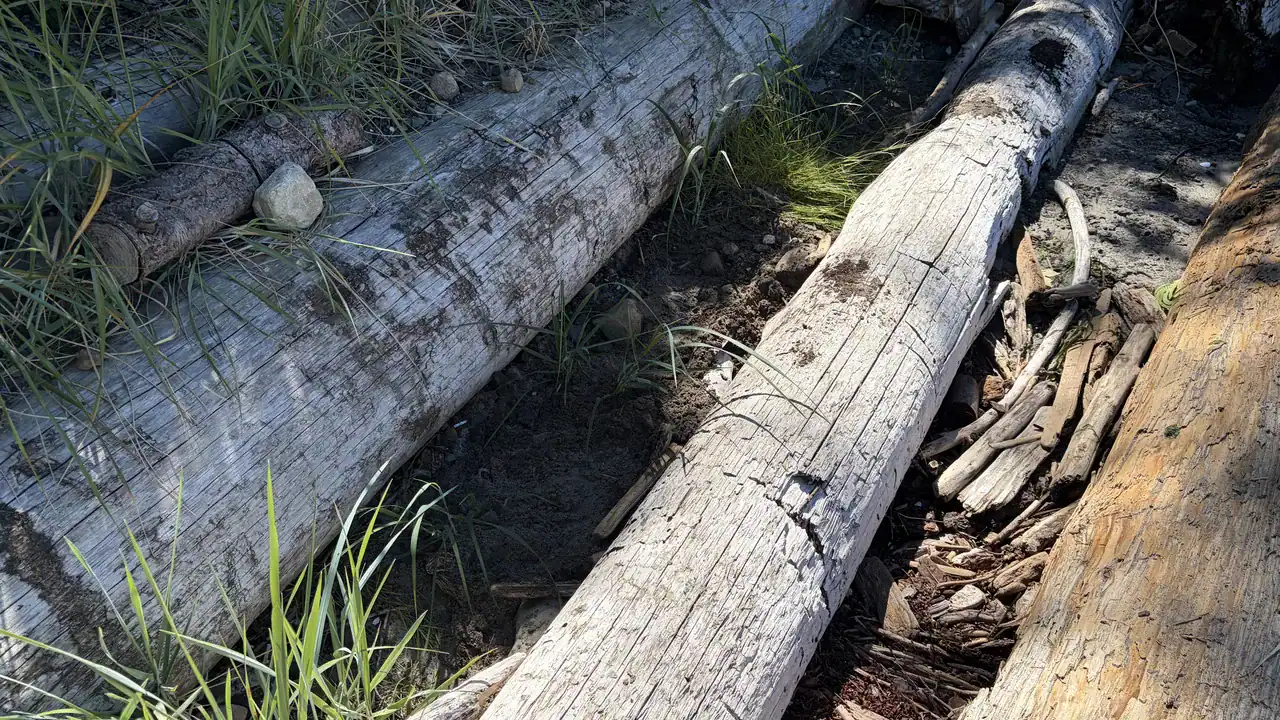 Dune grass growing among anchored beach logs at a Pender Island shoreline restoration site in June 2026