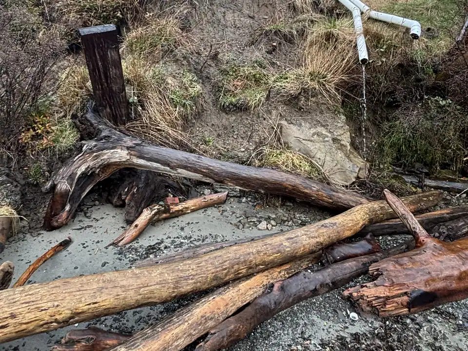 Eroded Pender Island oceanfront bank before restoration in March 2025