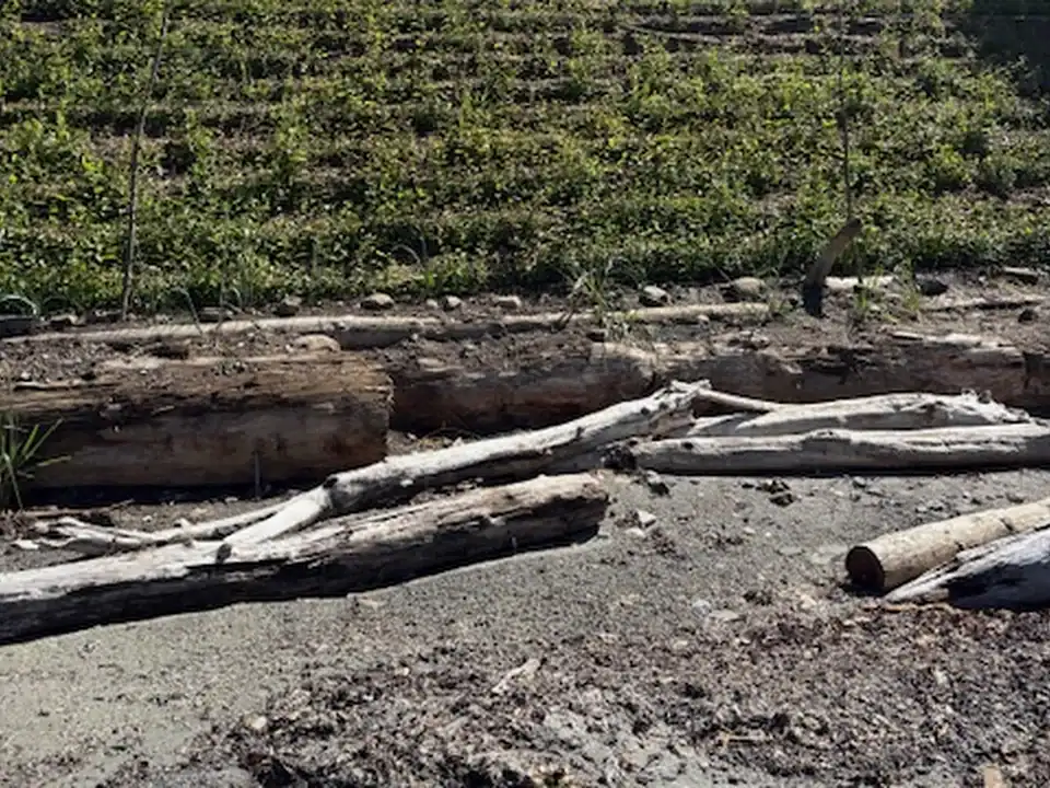 Regraded Pender Island oceanfront bank with living wattle rows and new native growth in July 2025