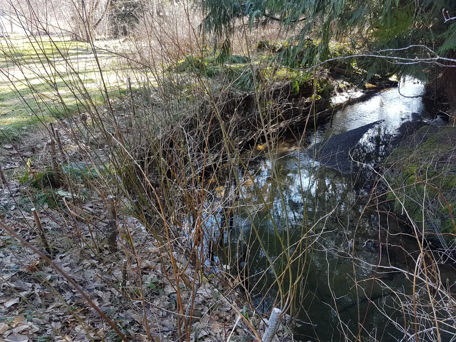 SSI Conservancy stream edge with woody vegetation and living branch structures, March 30, 2019