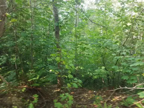 Mature vegetation on the UBC Point Grey slope in October 2020
